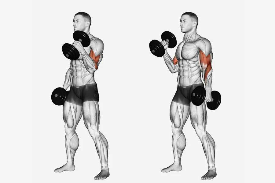 treino de bíceps - Alternating Dumbbell Curls